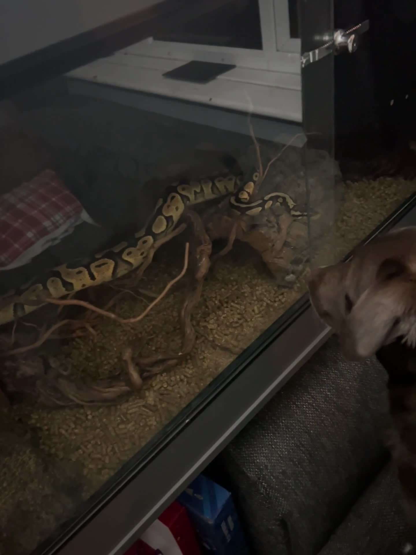 Python Snake reptiles for sale: 3x snakes with vivs complete set up - Video 1