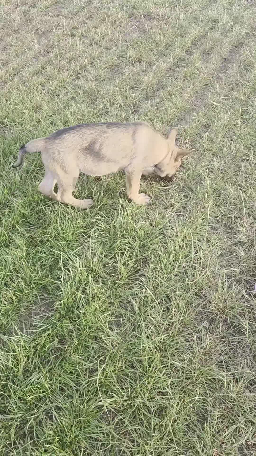German Shepherd dogs for sale: Working line german shepherd puppies - Video 1
