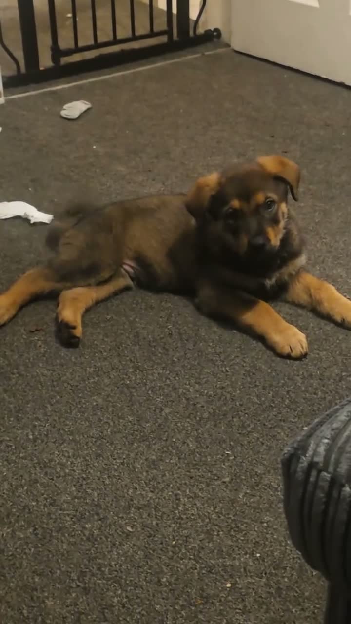 Mixed Breed dogs for sale: German shepherd cross rottweiler  in Halifax - Video 1