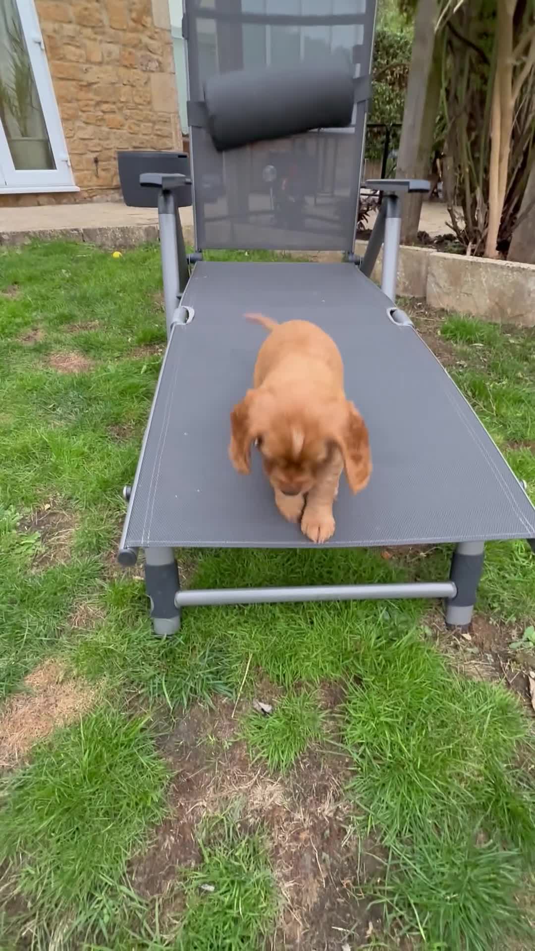 Cocker Spaniel dogs for sale: Pedigree red working cocker - Video 1