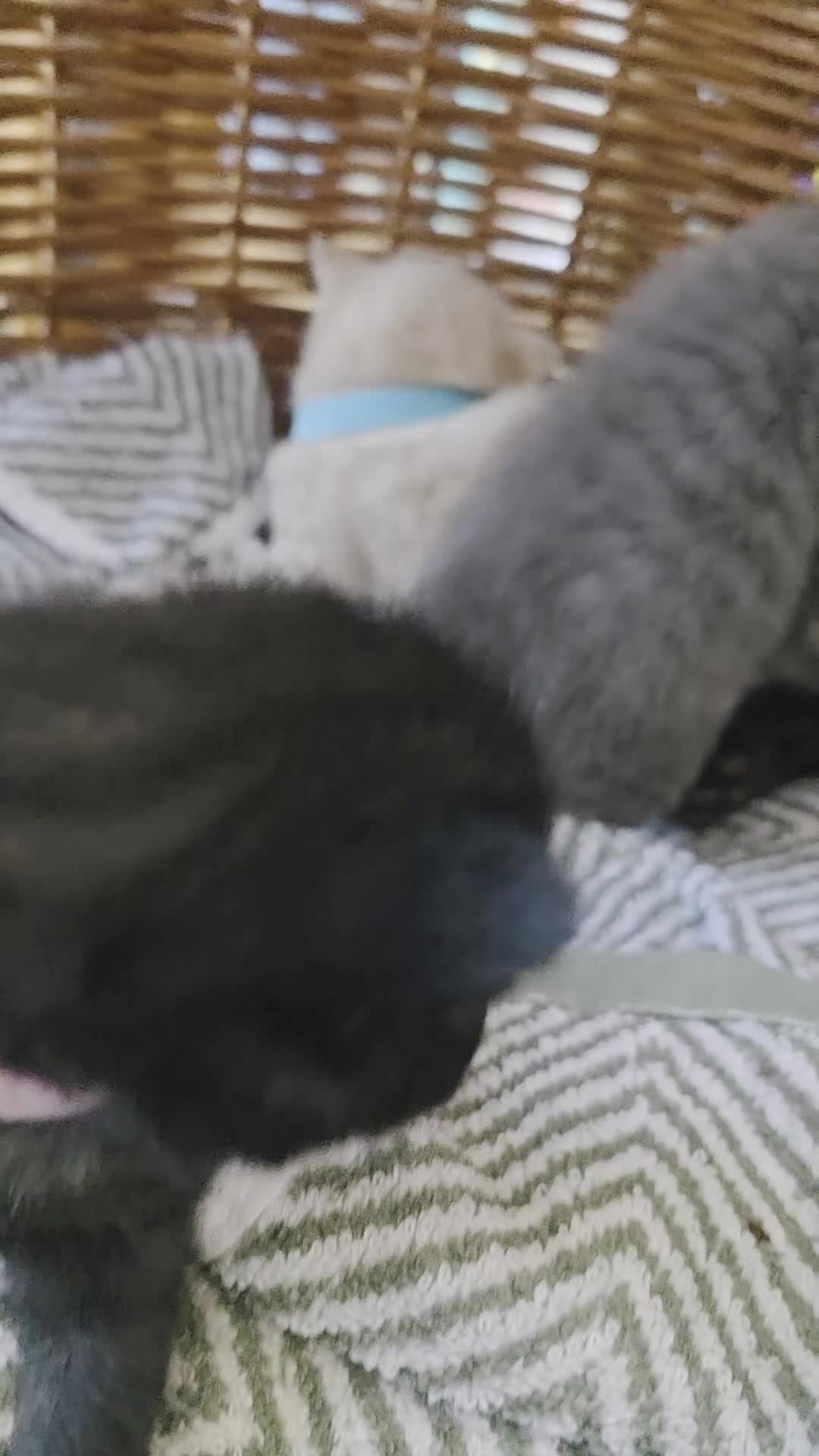 Mixed Breed cats for sale: Kittens - Video 1