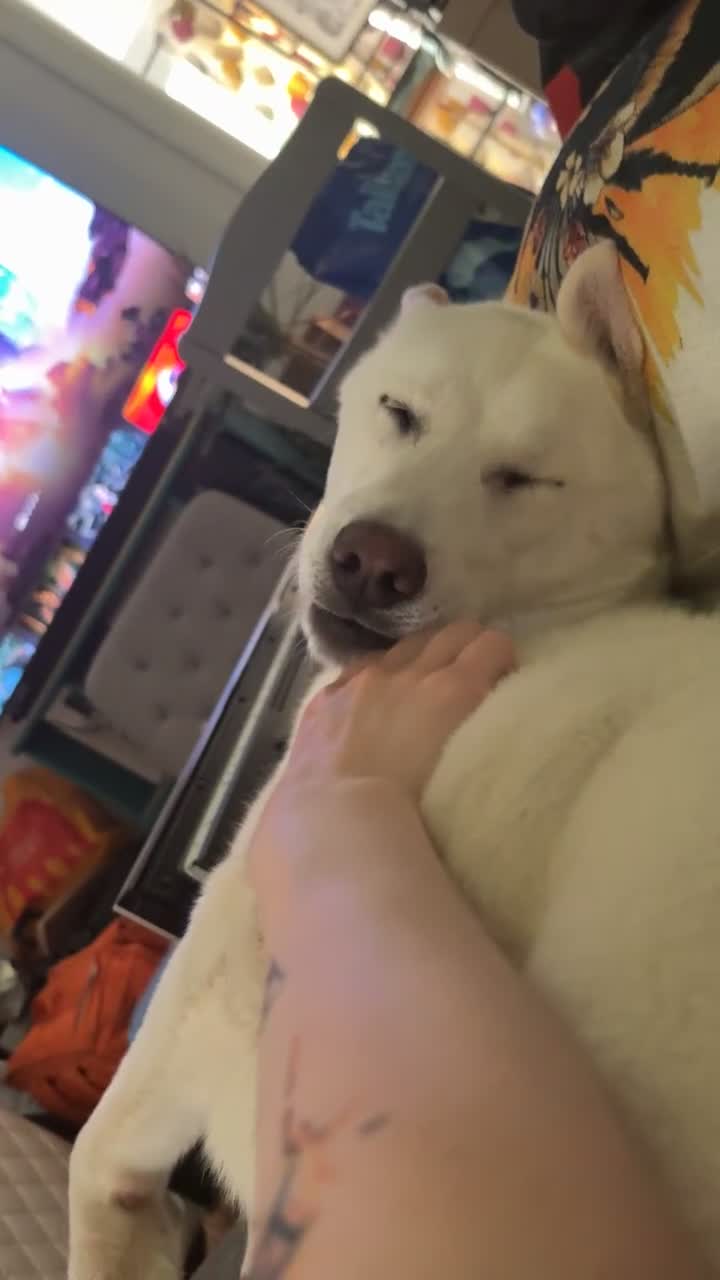 Siberian Husky dogs for sale: Kiki!!! White 18 month old husky - Video 1