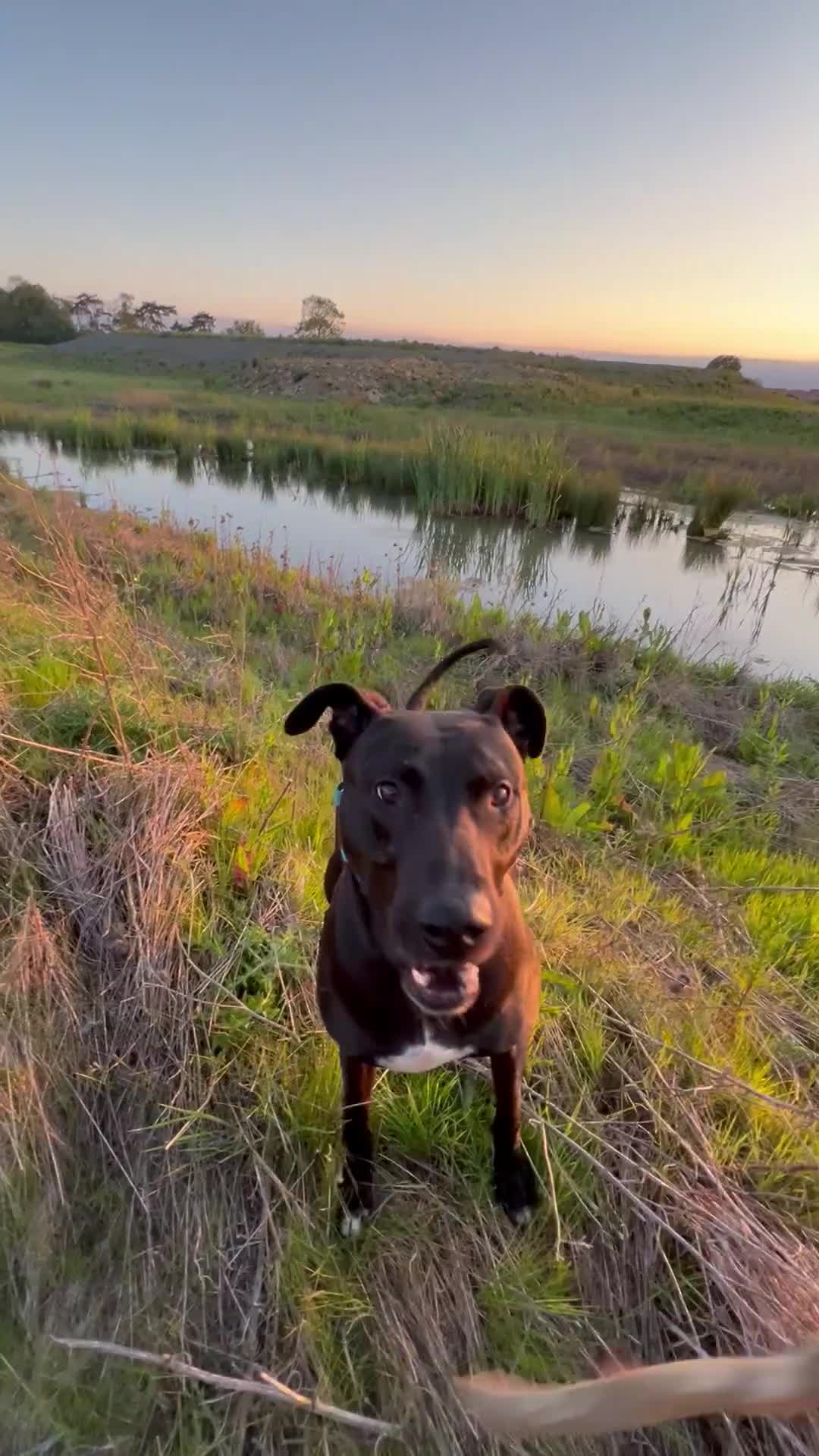 Mixed Breed dogs for sale: Eddie 💙 - Video 1