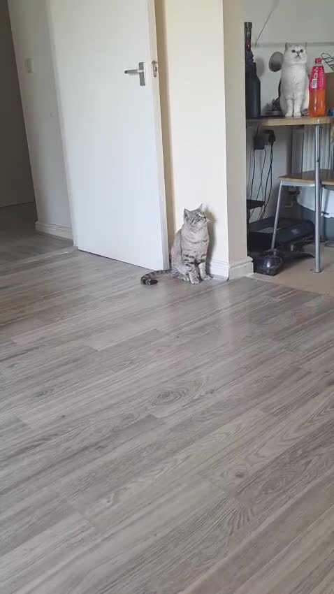 British Shorthair cats for sale: GCCF Registered British Shorthair ❤️ in Hemel Hempstead - Video 1