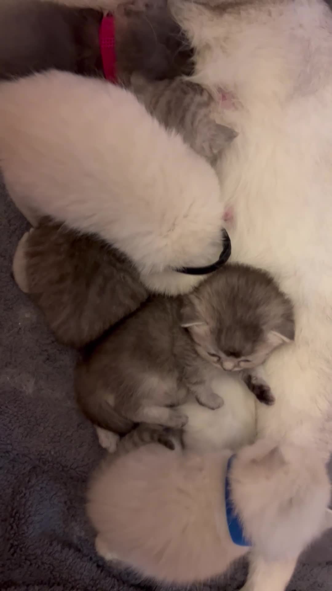 Scottish Fold cats for sale: Scottish Fold  - Video 1