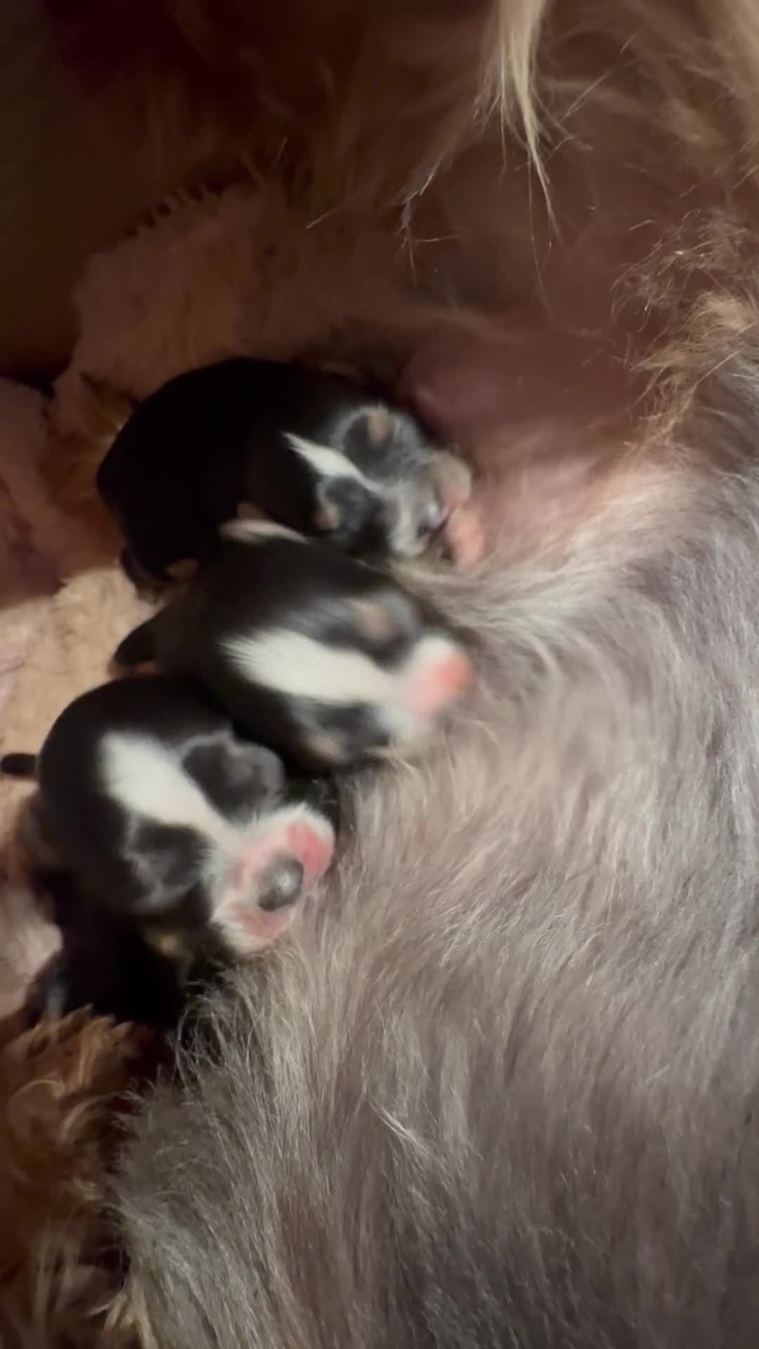 Yorkshire Terrier dogs for sale:  💎Last Elegant Girl Available 💎❤️ - Video 2