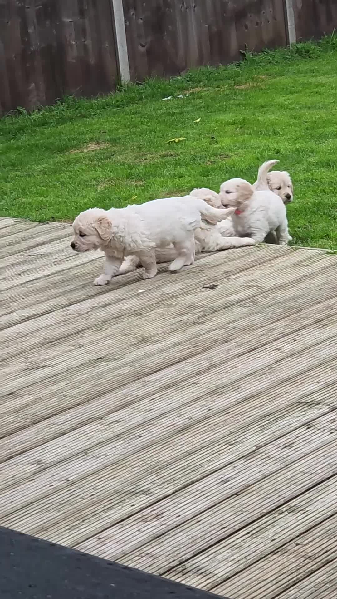 Golden Retriever dogs for sale: Beautiful chunky Golden Retrievers - Video 1