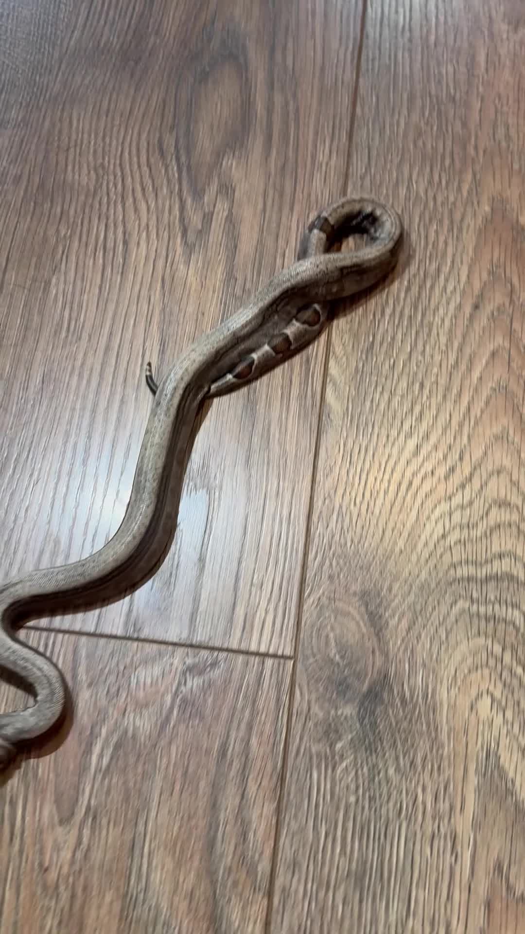 Boa Snake reptiles for sale: Sterling / super fire boa morph  in Bromley - Video 1