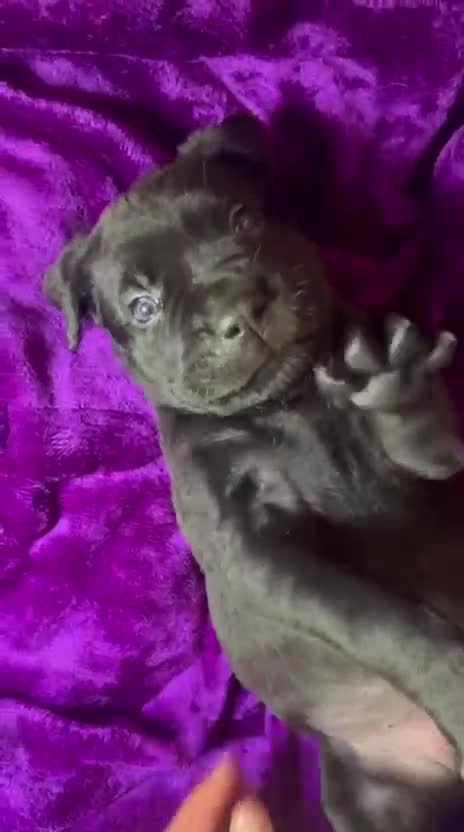 Mixed Breed dogs for sale: Cane Corso × Rottweiler/Bordeaux Puppies All Girls - Video 1