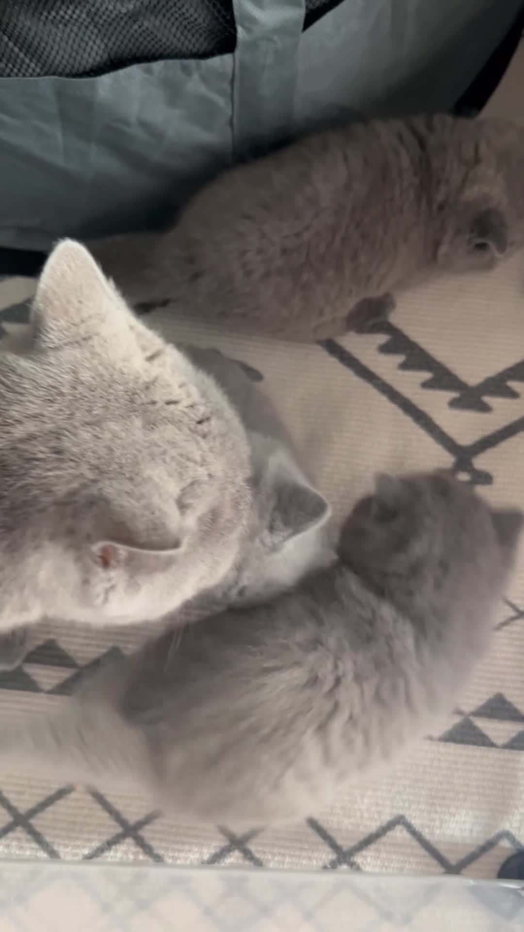 British Shorthair cats for sale: British Shorthair Kittens Raised with Love - Video 1