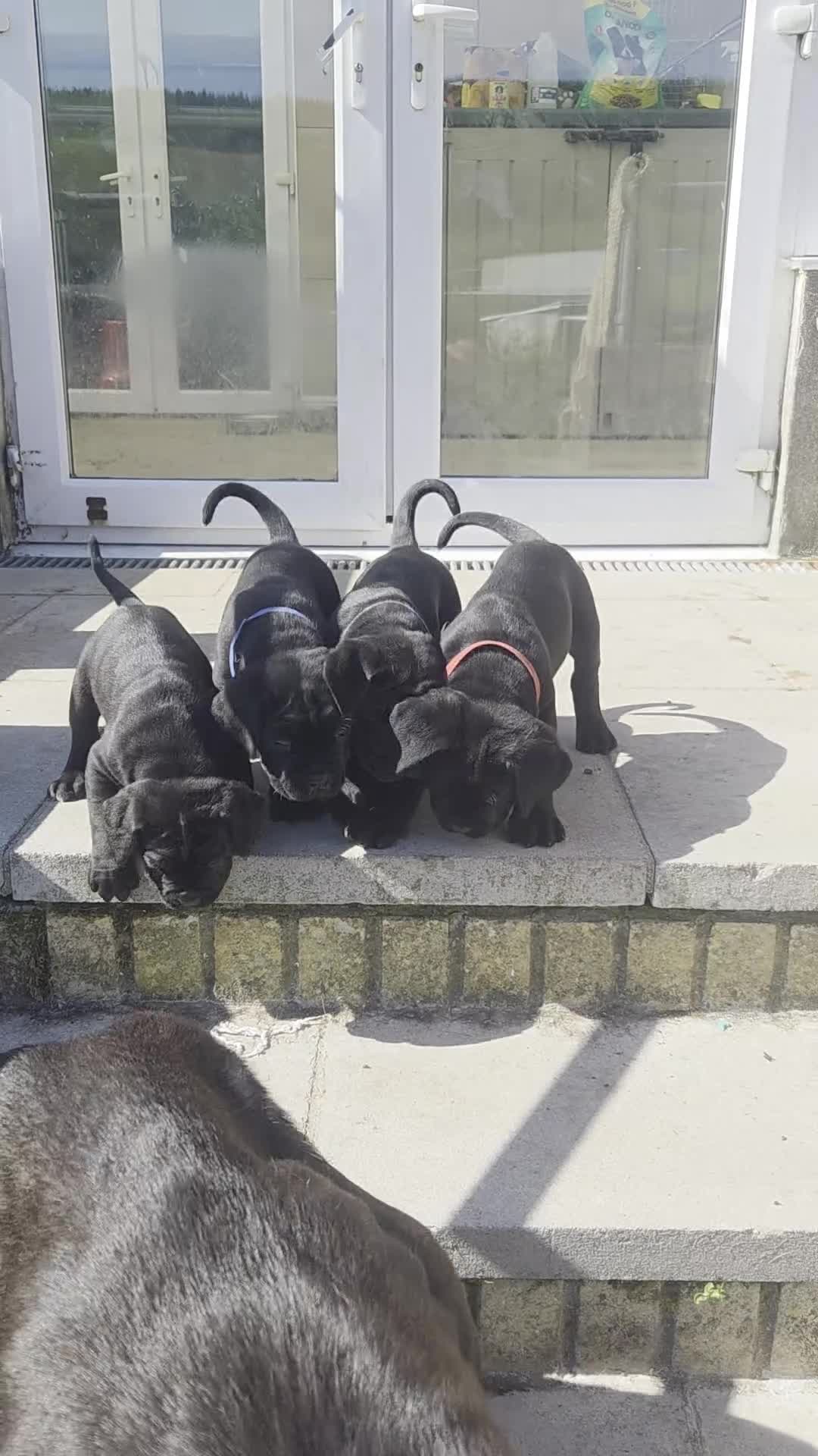 Cane Corso dogs for sale: Pure Bred Cane Corso Pups - Video 2