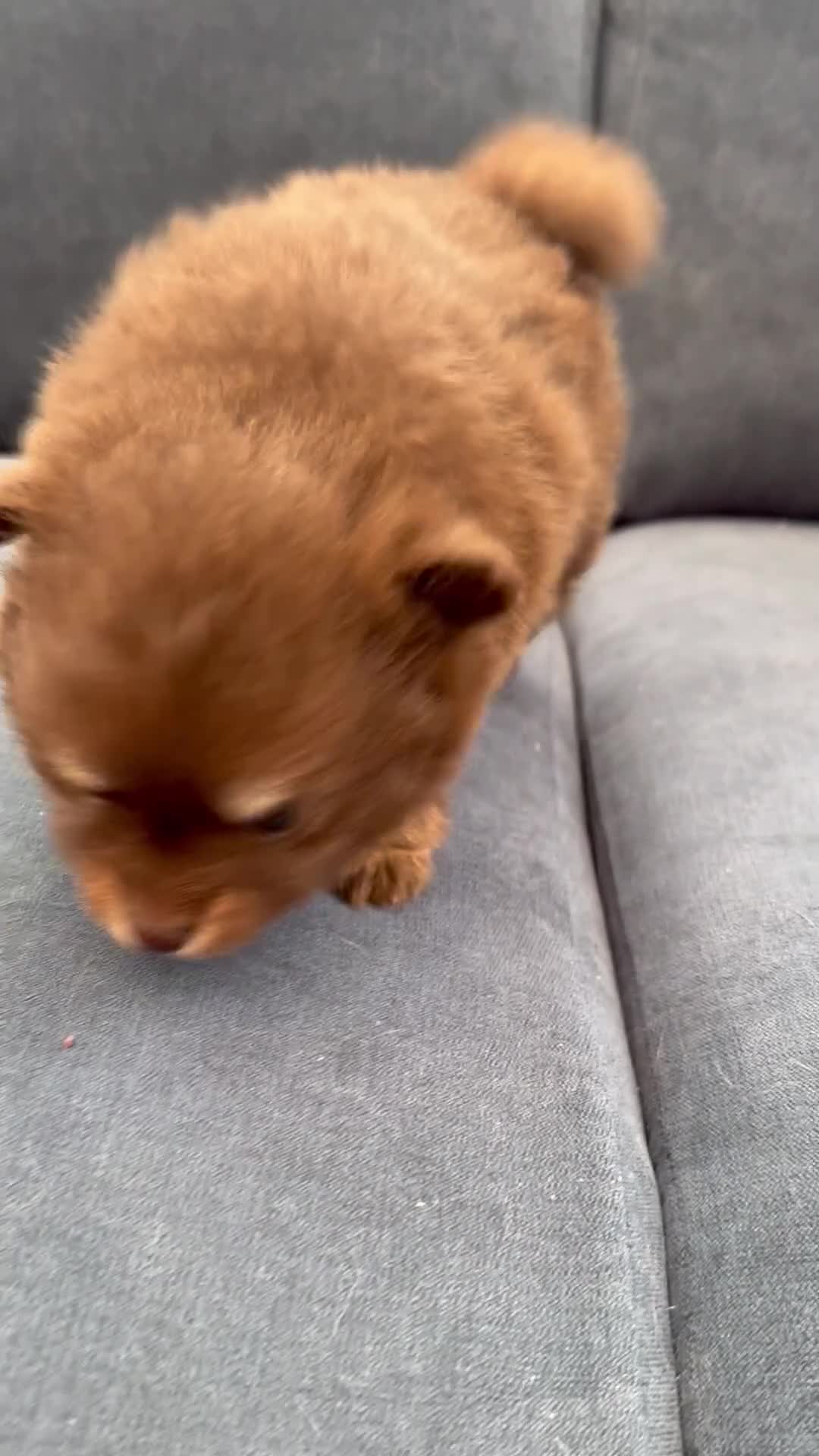 Pomchi dogs for sale: Stunning toysize little loving girl - Video 3