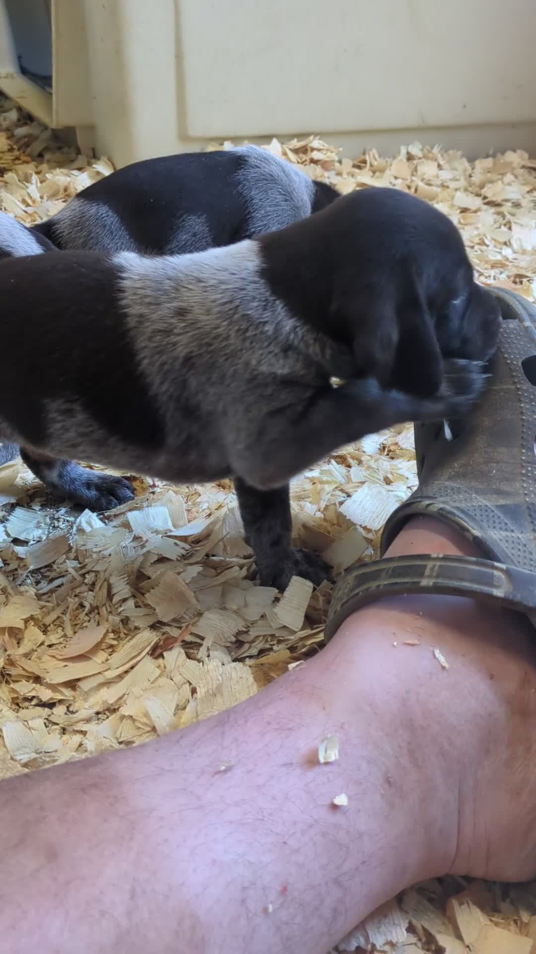 German Wirehaired Pointer dogs for sale: German Wirehaired Pointer puppies - Video 1