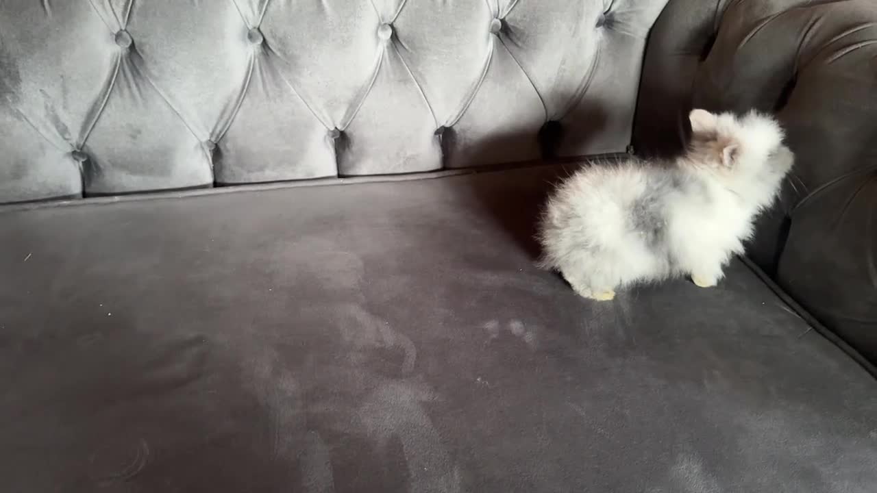 Lionhead rabbits for sale: 1 boy left Adorable double mane baby lionhead  - Video 1