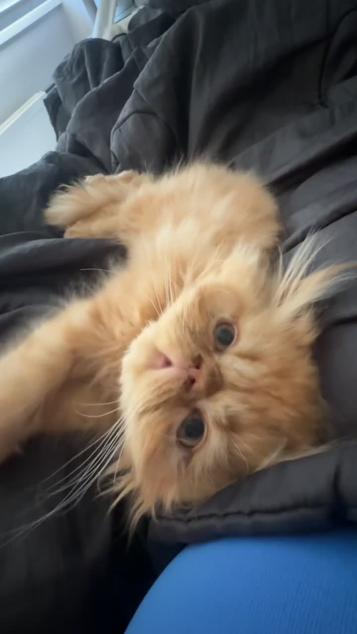 Persian cats for sale: Male Ginger Persian in Witney - Video 1