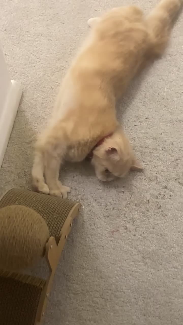 Scottish Fold cats for sale: Female  in Worthing - Video 1