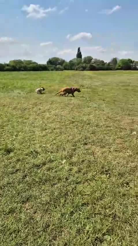 French Bulldog dogs for sale: Perfect sweet boy looking for new home  - Video 1