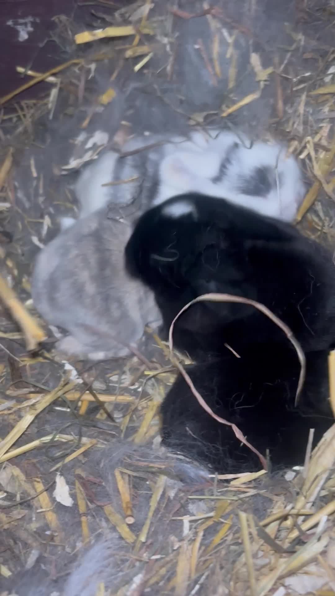 Mini Lop rabbits for sale: PURE BRED pedigreed mini lops  - Video 1