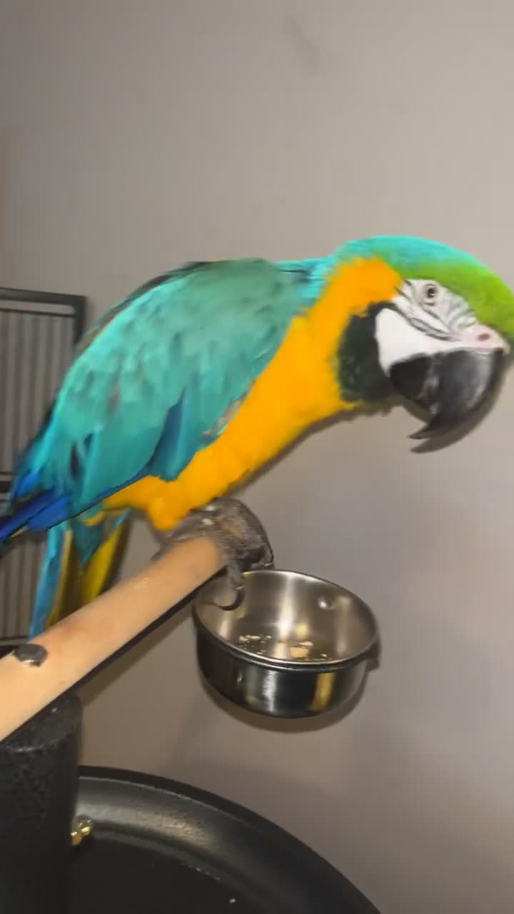 Macaws birds for sale: Male Macaw - Video 1