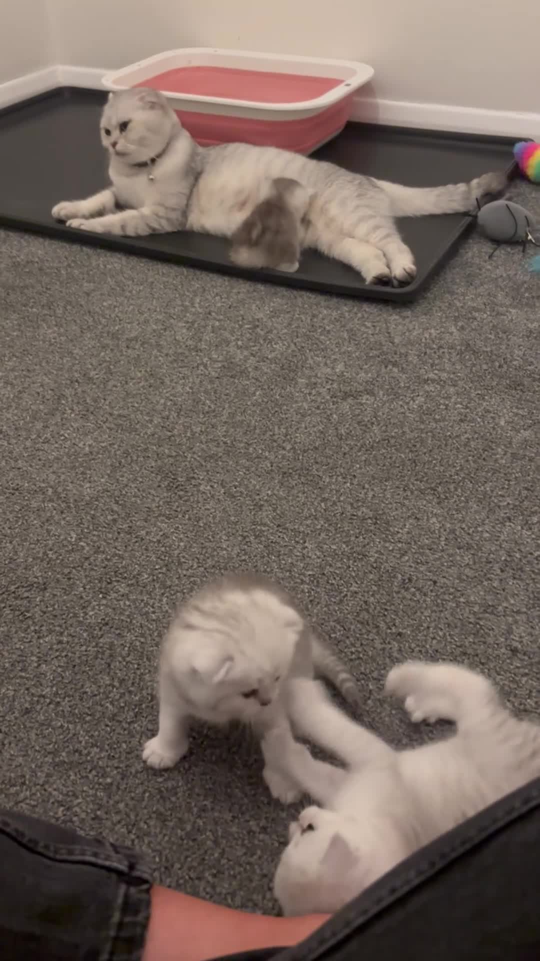 Scottish Fold cats for sale: Snow spot Scottish fold kittens - Video 4