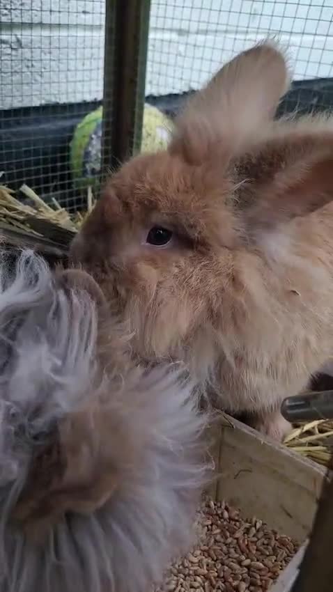 Mixed Breed rabbits for sale: Rabbit pair male and female - Video 1