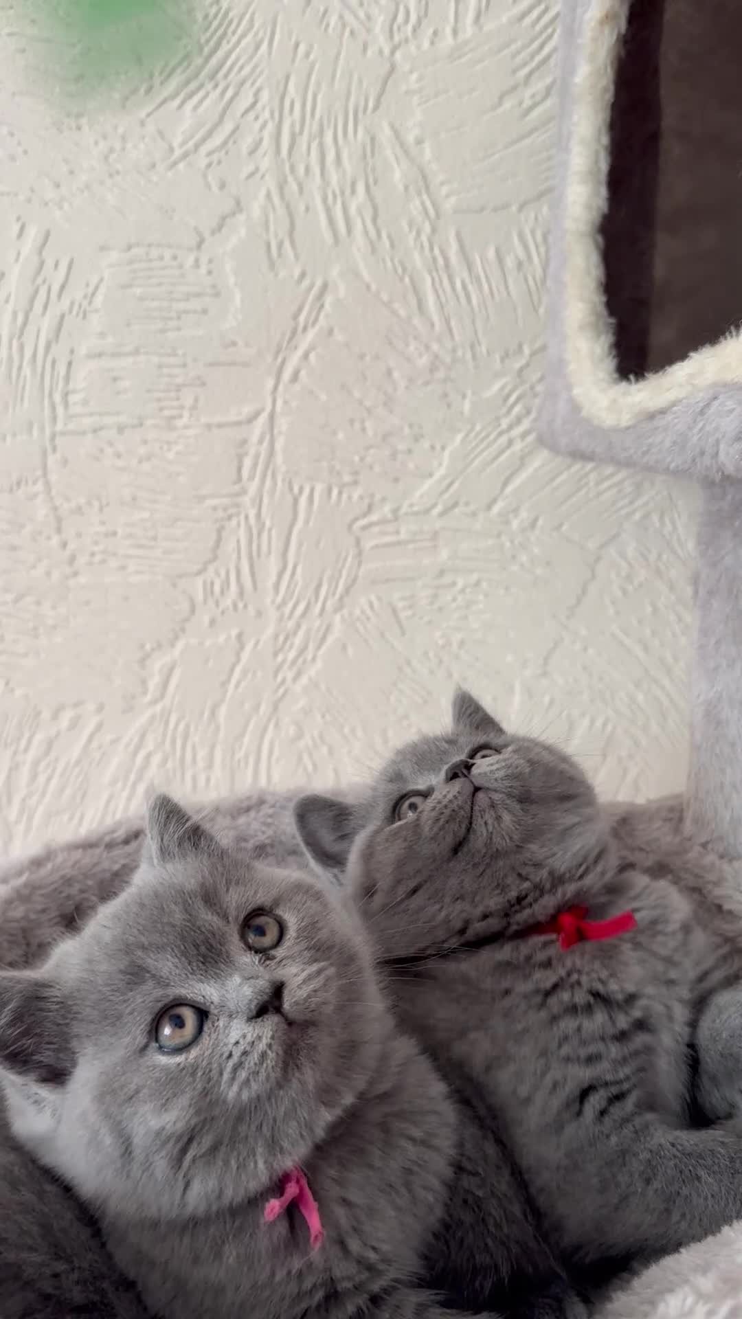 British Shorthair cats for sale: GCCF Registered Britsh Shorthair  - Video 1