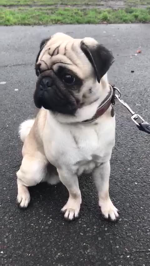 Pug dogs for stud: Champion Bloodline Male Pug Available for Breeding - Video 1