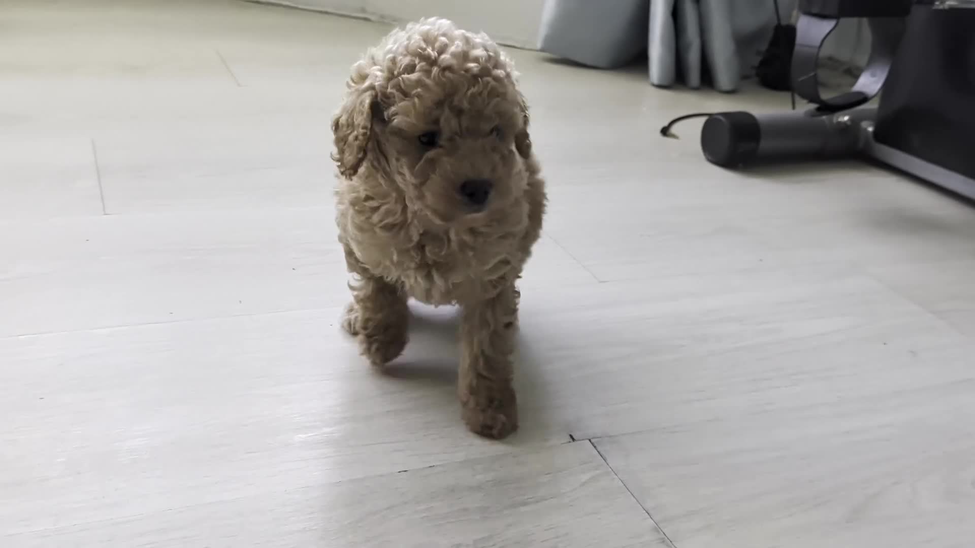 Toy Poodle dogs for sale: Stunning K.C Registered Toy Poodle Puppies - Video 1