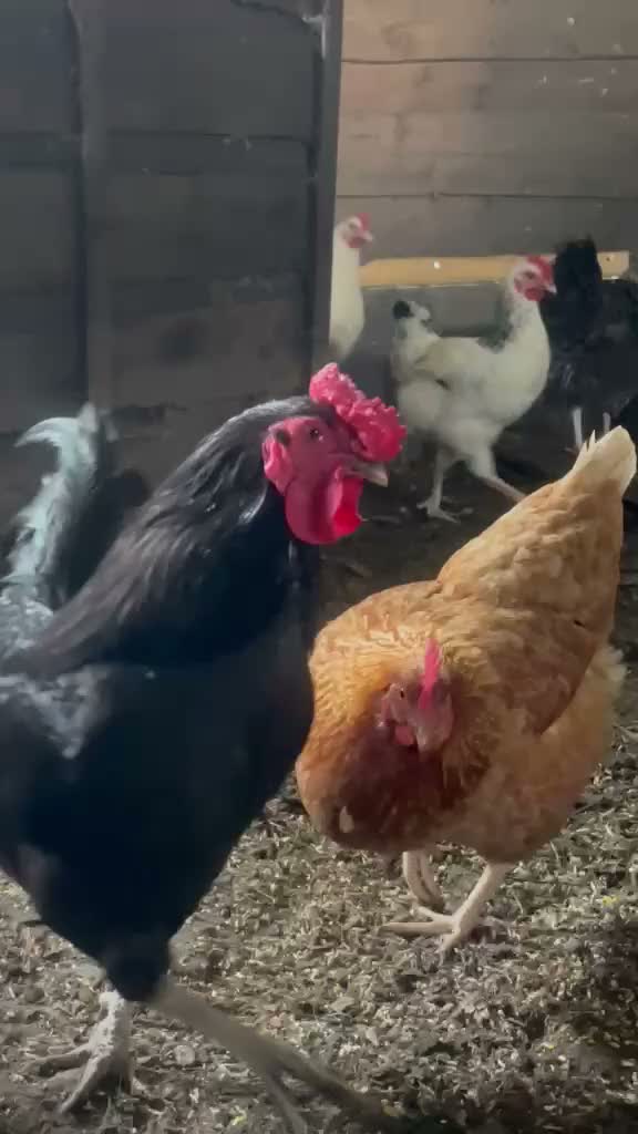 Chickens poultry for sale: Chicken and Ducks in Manchester - Video 3