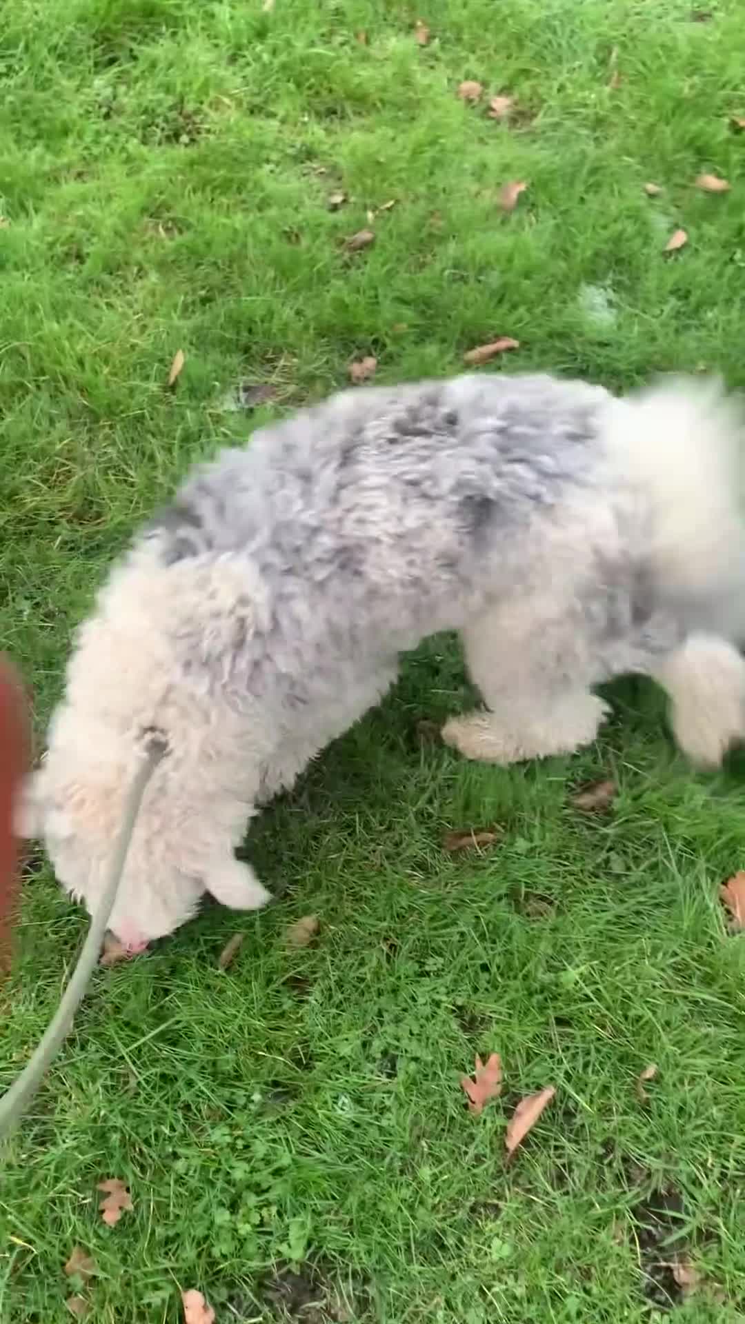 Sheepadoodle dogs for sale: Medium Size Sheepadoodle F1b.  - Video 1