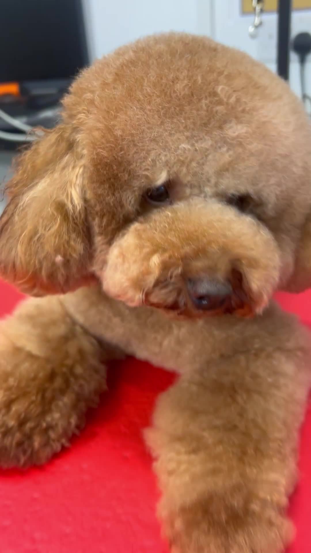 Toy Poodle dogs for stud: Leo Toy Poodle fox red Stud in Telford - Video 2