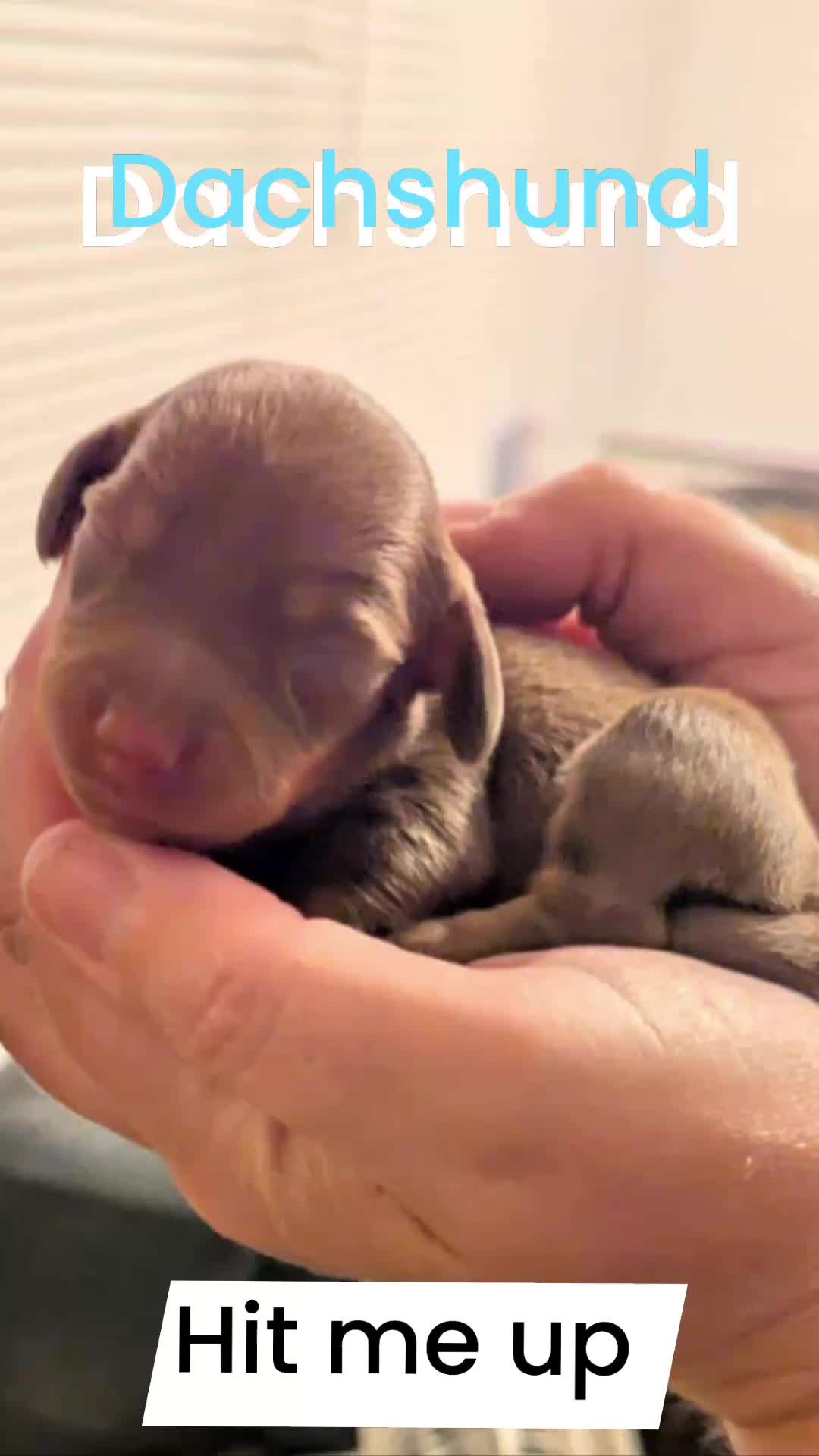 Dachshund dogs for sale: Quality kc reg miniature dachshund girls  - Video 1