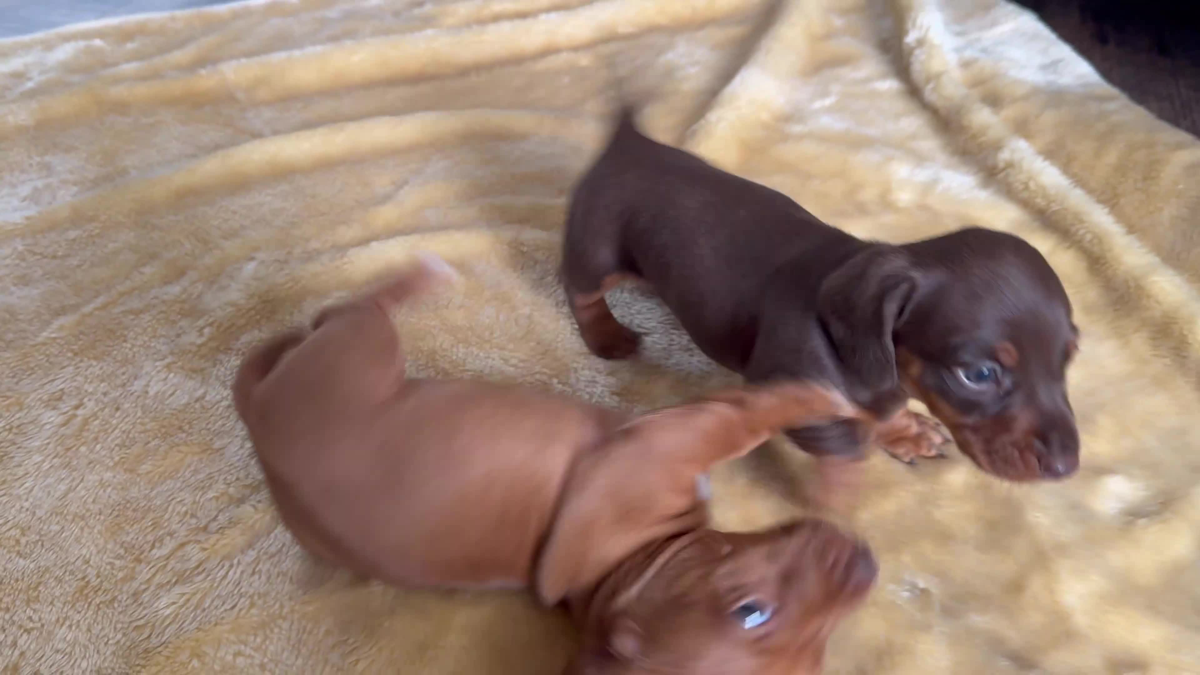 Miniature Dachshund dogs for sale: **Offers** Miniature Dachshund KC registered  - Video 2