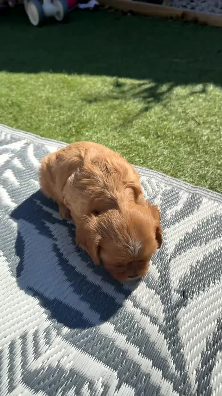 Cavalier King Charles Spaniel dogs for sale: 2x KC stunning CKCS Ruby ❤️ - Video 1