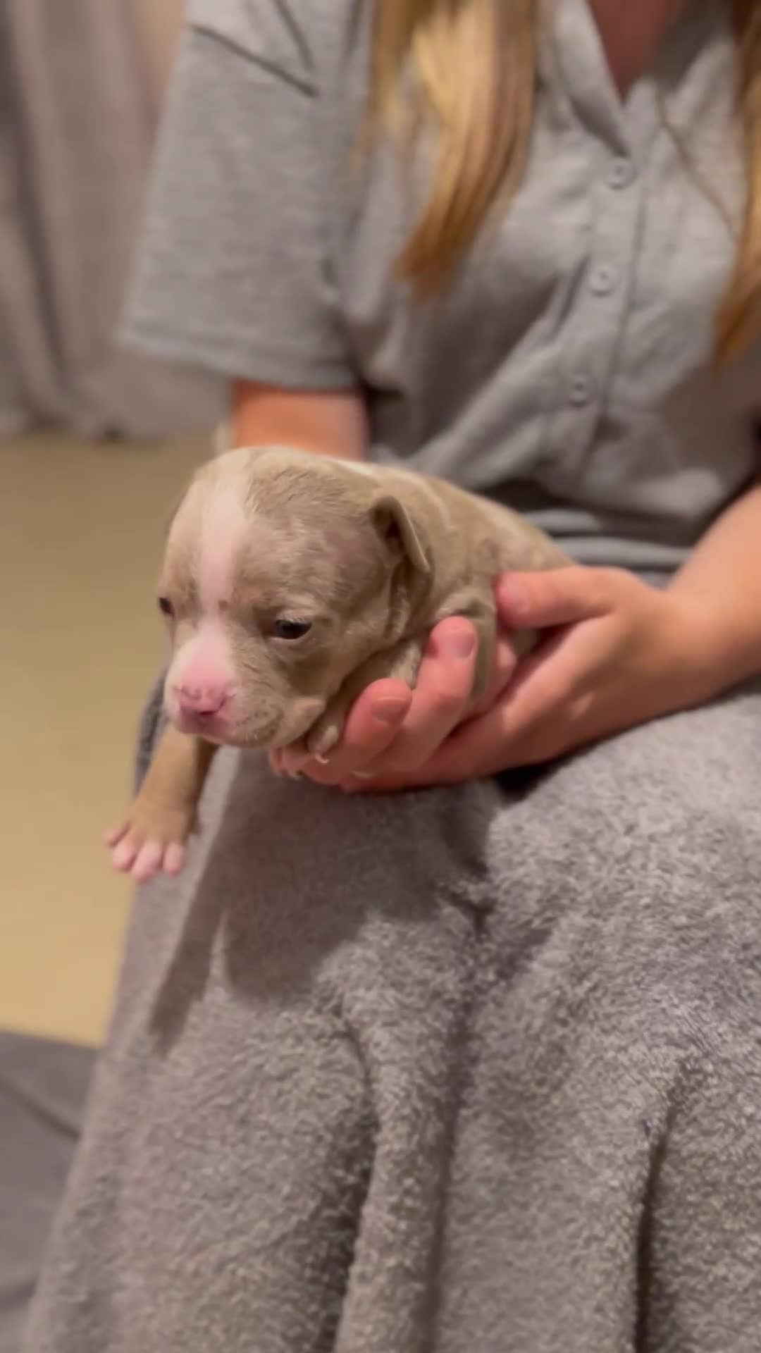 American Bully dogs for sale: American Pocket Bullys - Video 3