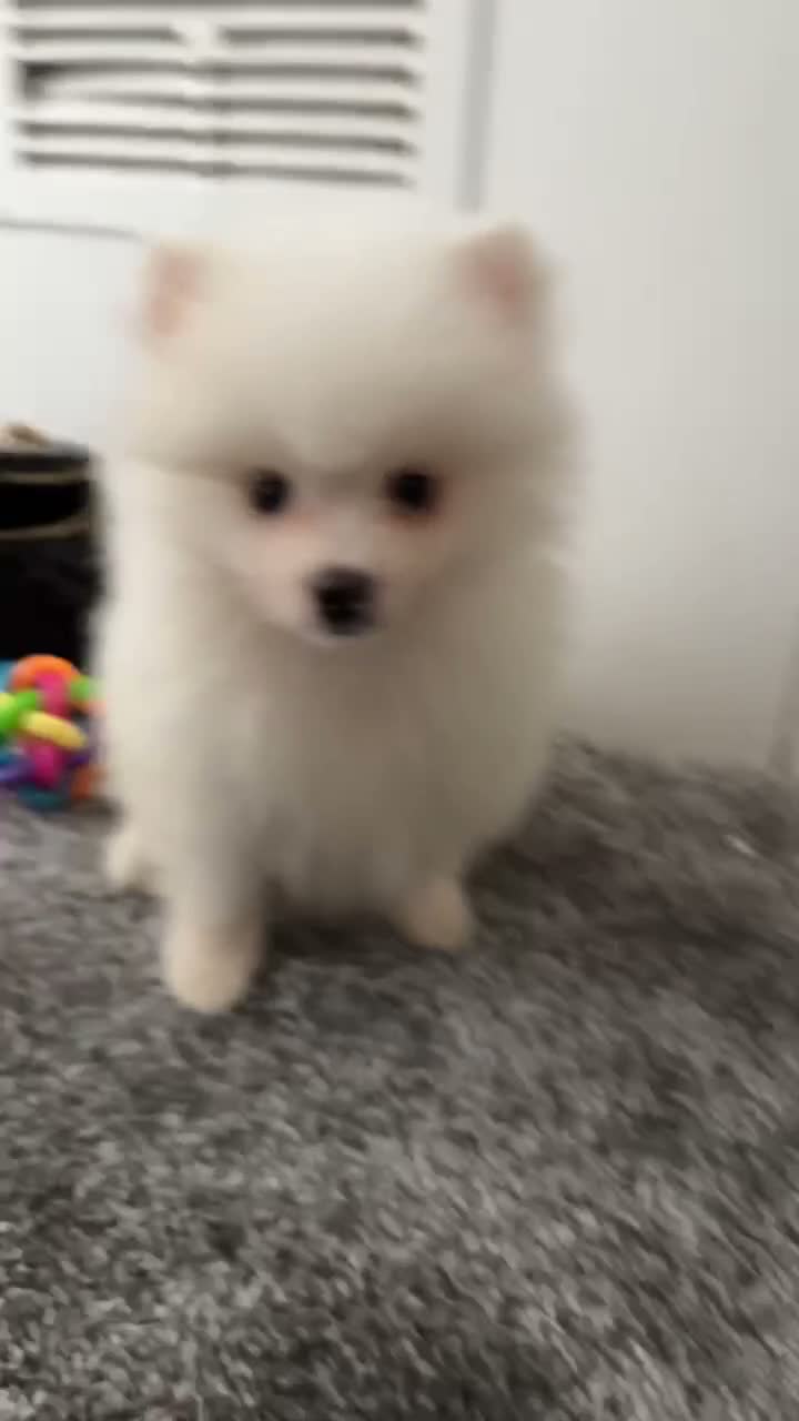 Pomeranian dogs for sale: Mini Pomaranian  in Basildon - Video 1