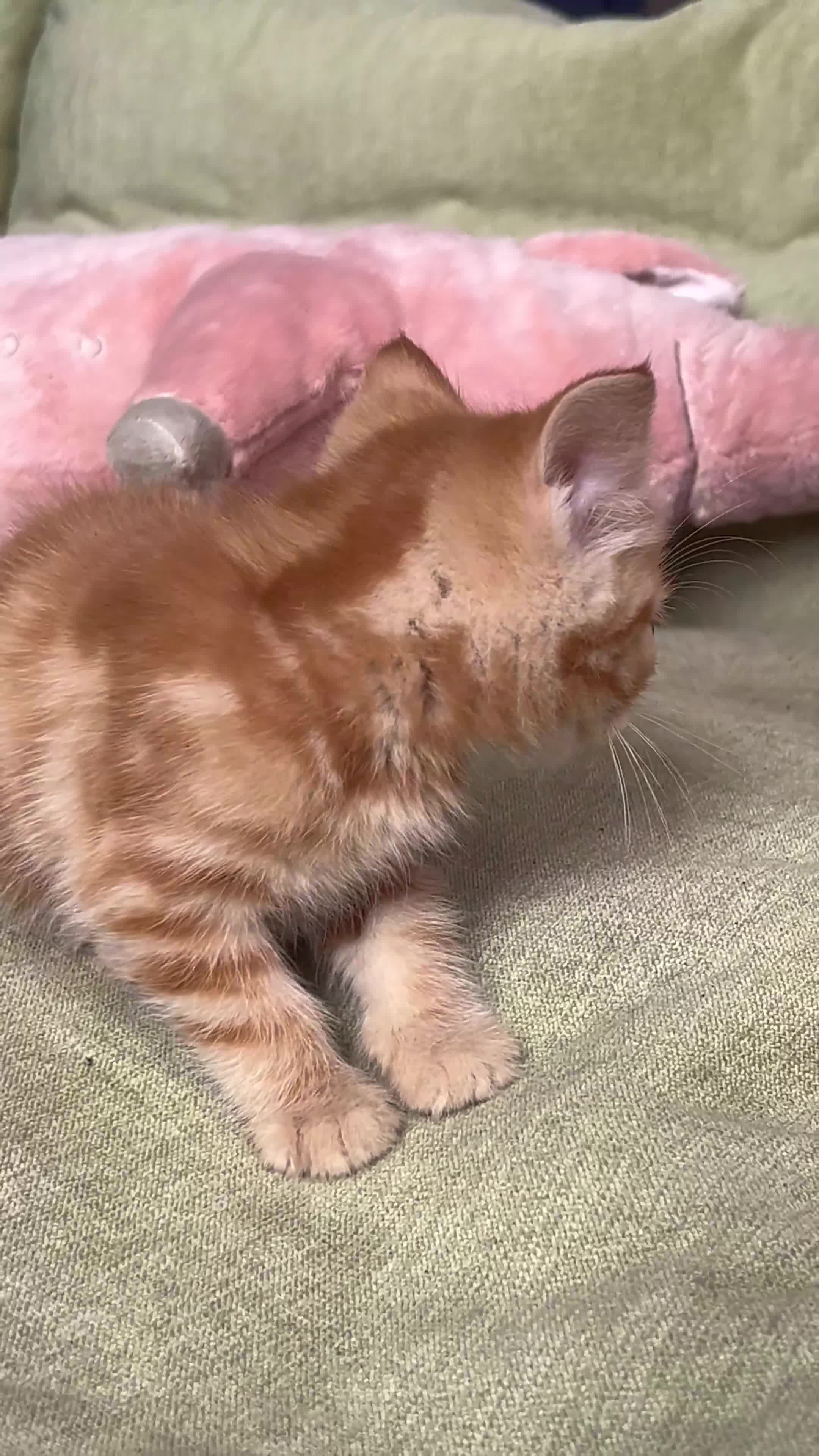 Domestic Shorthair cats for sale: 3 girl kittens  - Video 1