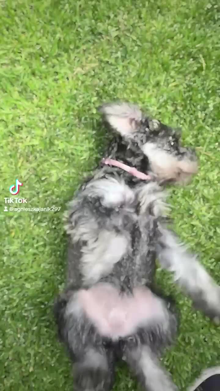 Miniature Schnauzer dogs for sale: Amazing Miniature Schnauzers - Video 1