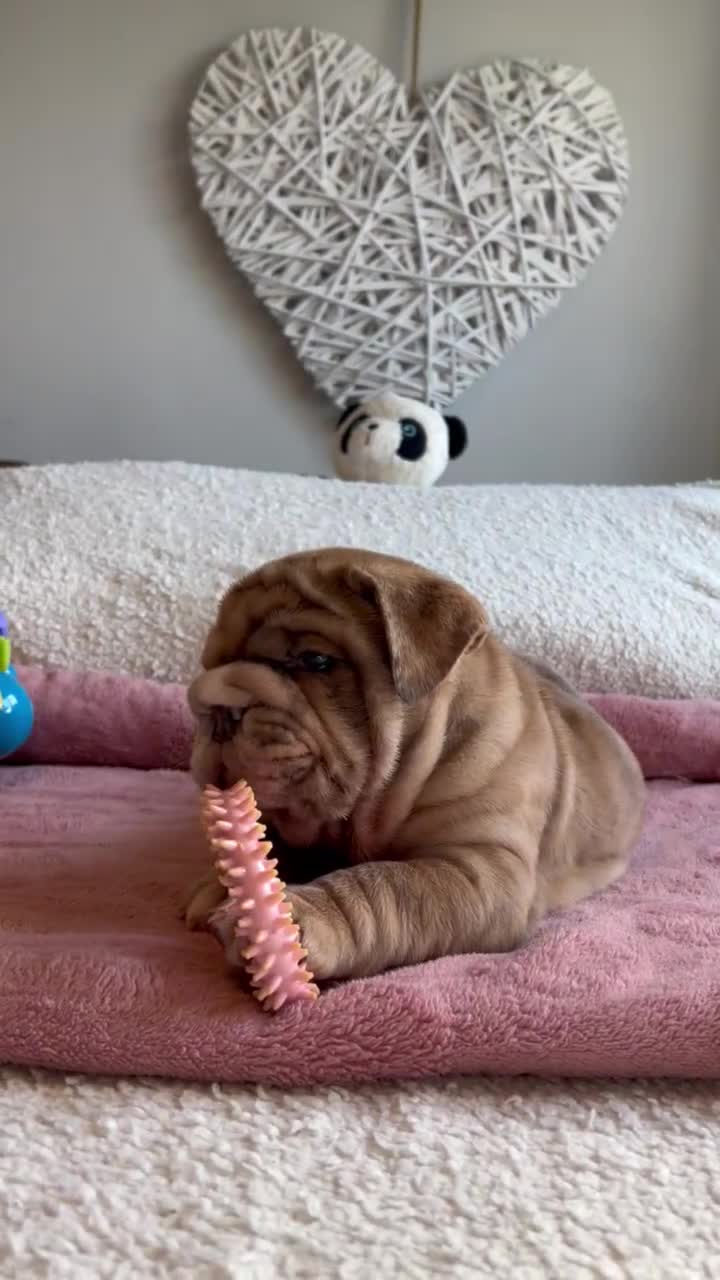 English Bulldog dogs for sale: Stunning English Bulldog Puppy's 1 boy 5 girls - Video 2
