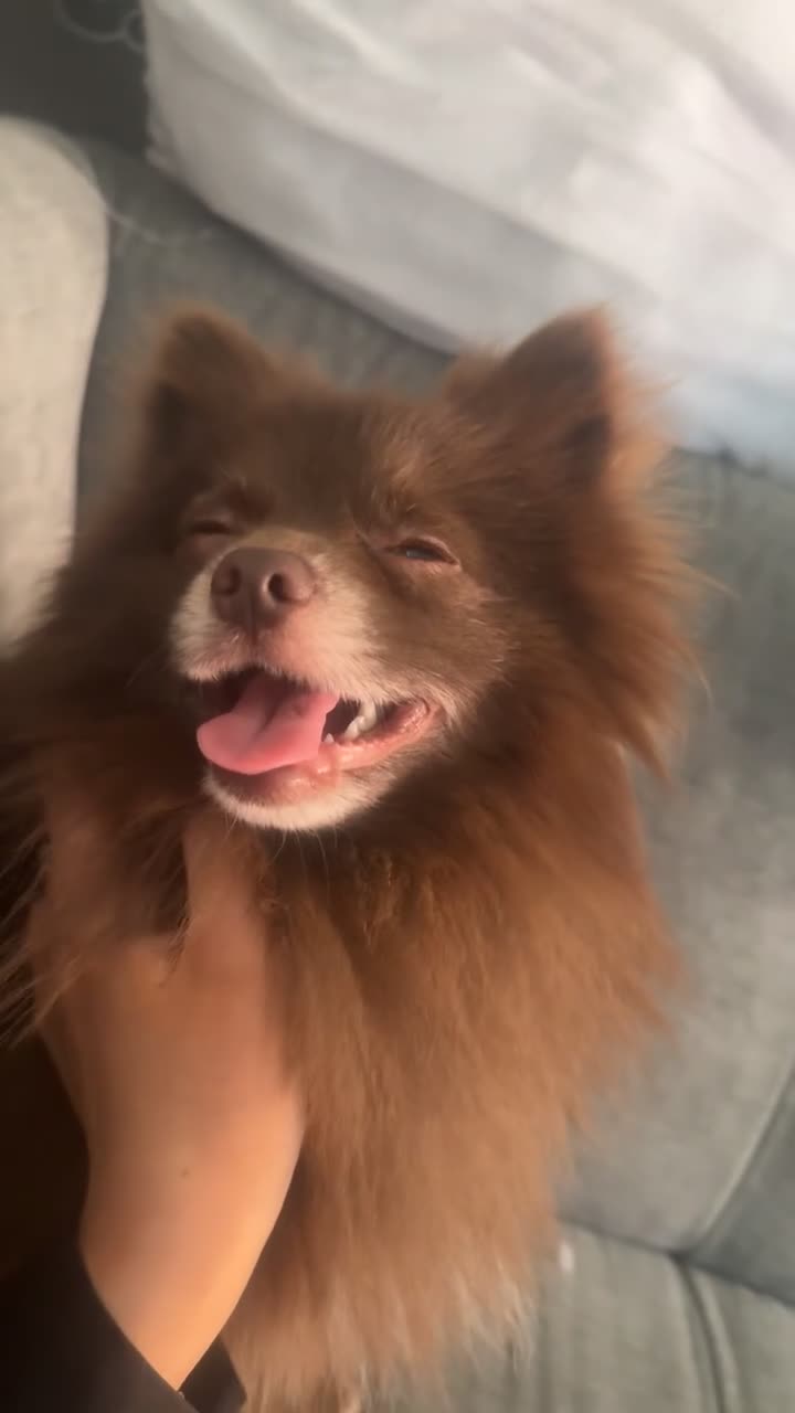 Pomeranian dogs for sale: Gorgeous male Pomeranian  in Braintree - Video 1