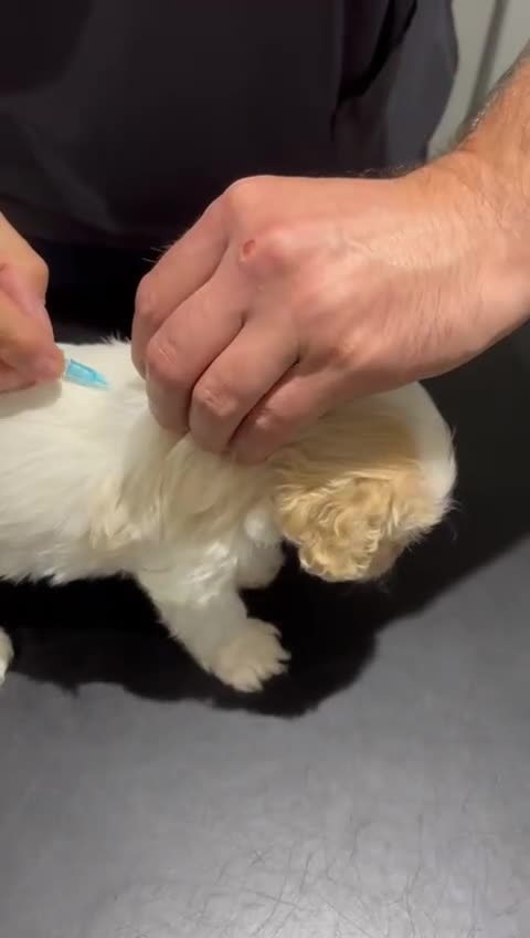 Cavapoochon dogs for sale: ⭐️1 CAVAPOOCHON in Cheshire (KC DAD) ready now✅ - Video 1