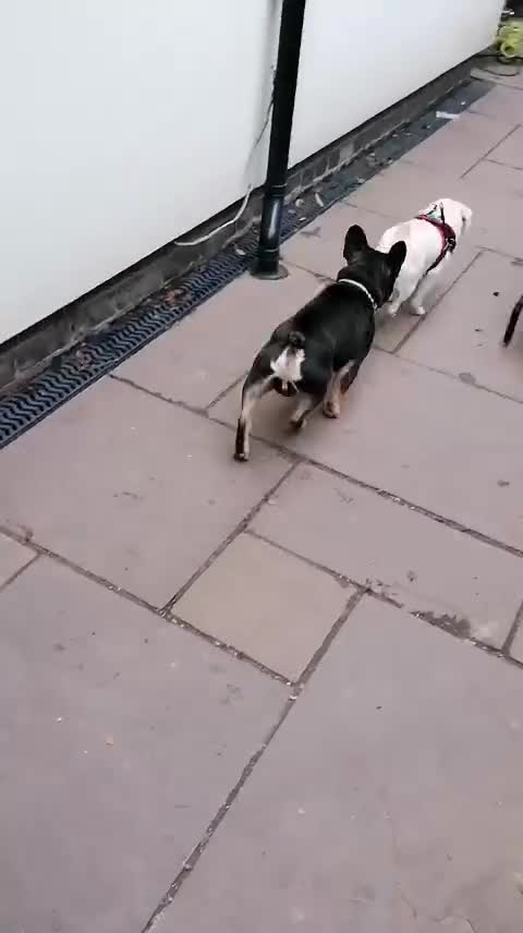 French Bulldog dogs for adoption: 💙WINSTON-LITTLE FRENCHIE BOY WITH A BIG HEART💙 - Video 2