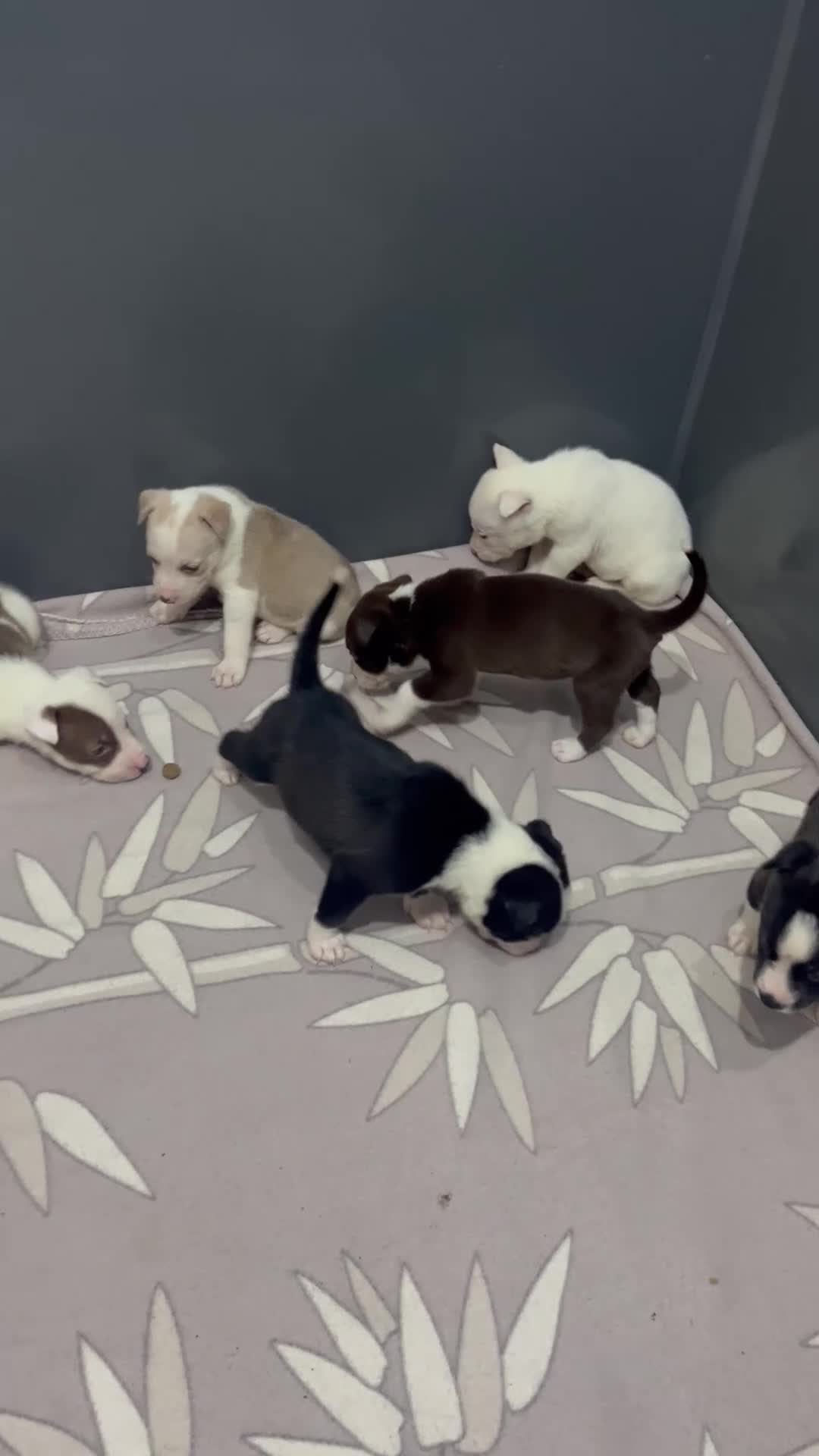 Mixed Breed dogs for sale: READY TO LEAVE Husky x American bulldog puppies  - Video 2