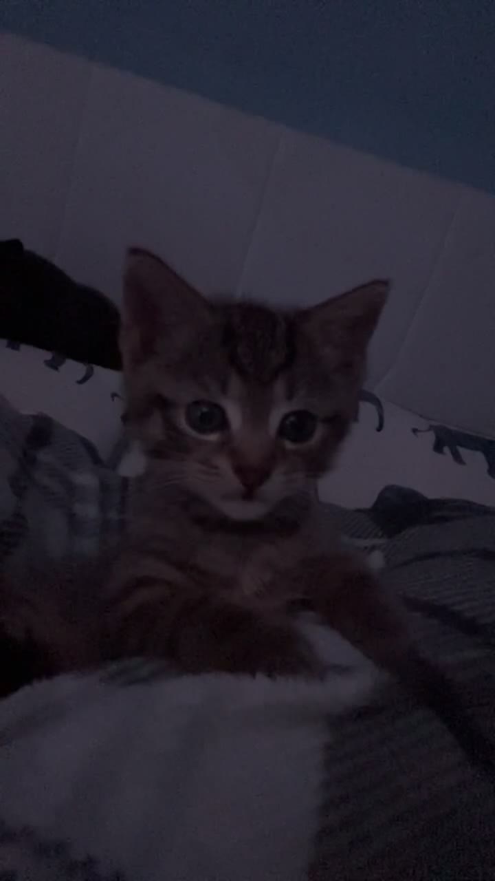 Mixed Breed cats for sale: 4 pretty kittens - Video 5