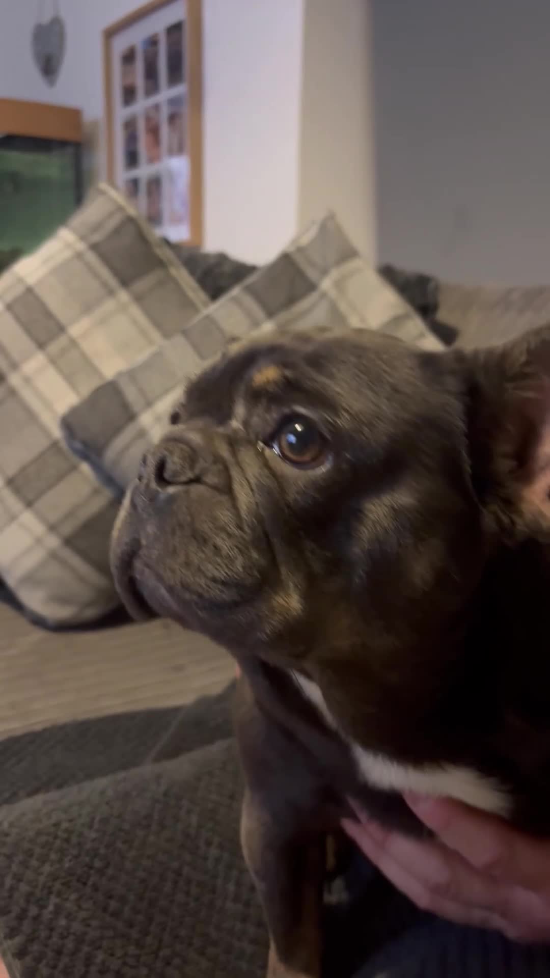 French Bulldog dogs for sale: Beautiful super friendly frenchie girl - Video 1