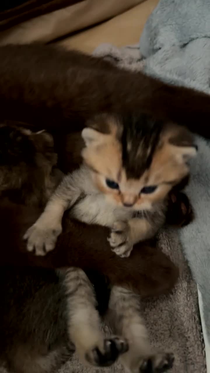 Scottish Fold cats for sale: British Shorthair x Scottish Fold Kittens  - Video 1