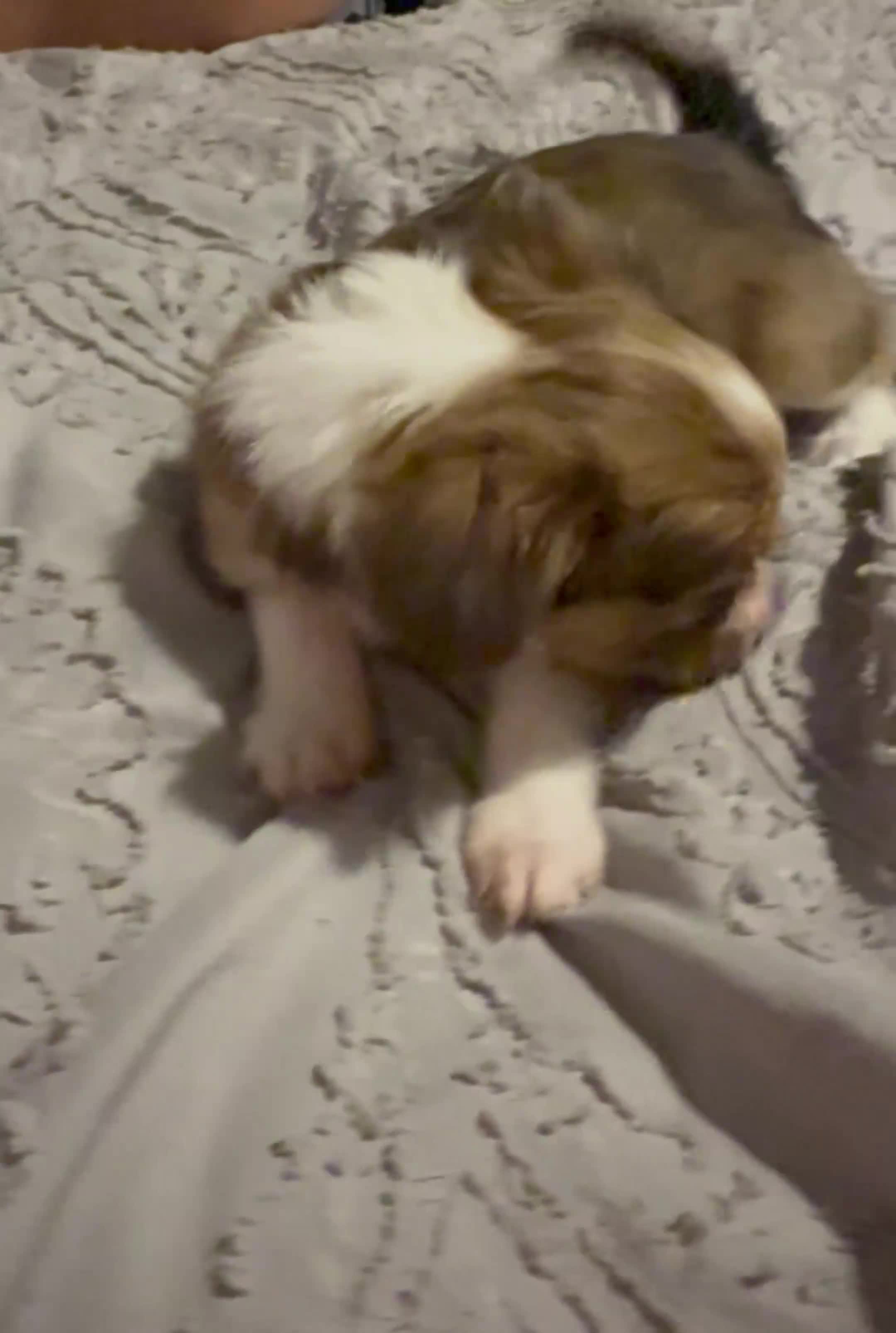 Mixed Breed dogs for sale: Merl chorkie - Video 2