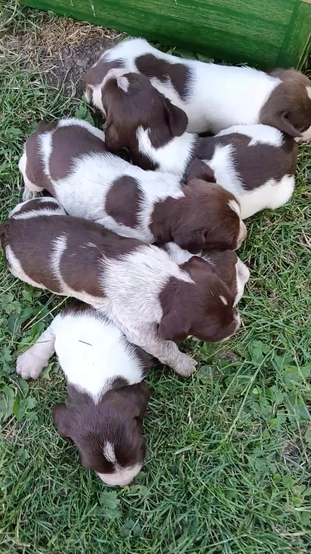 Mixed Breed dogs for sale: New Norfolk Spaniels- Ready Now - Video 1