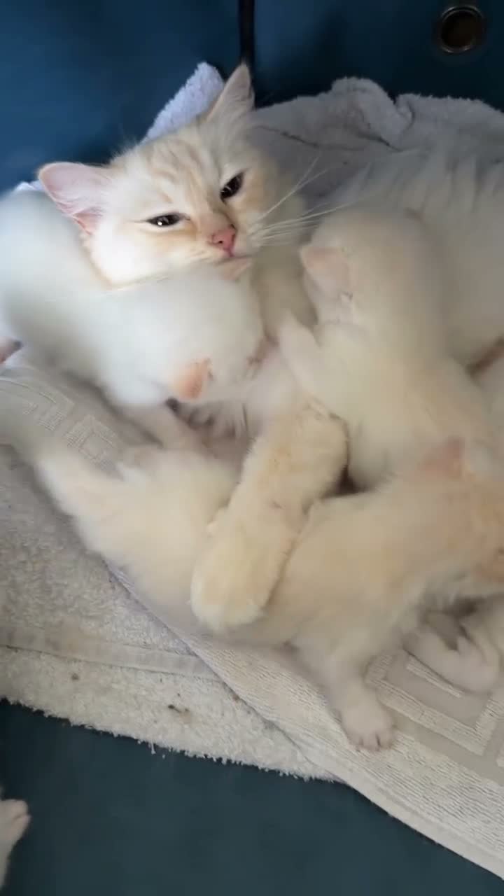 Ragdoll cats for sale: Rare Flame Lynx Ragdoll Kittens excellent Quality  - Video 2