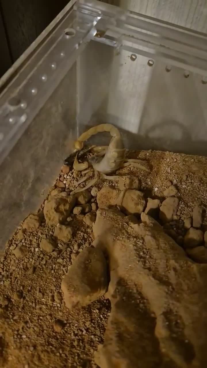 Mixed Breed invertebrates for sale: Blue death beetles/desert hairy scorpion cohabit - Video 1